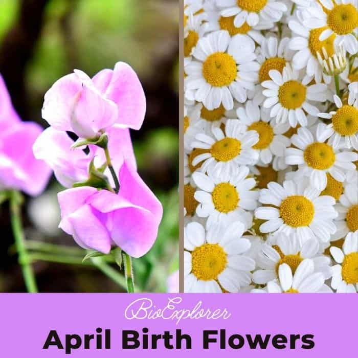 April Birth Flowers