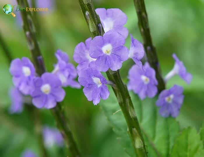 Aquifoliales Flowers and Reproduction