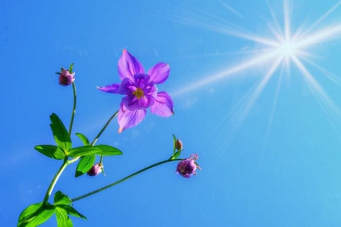 Aquilegia Flower