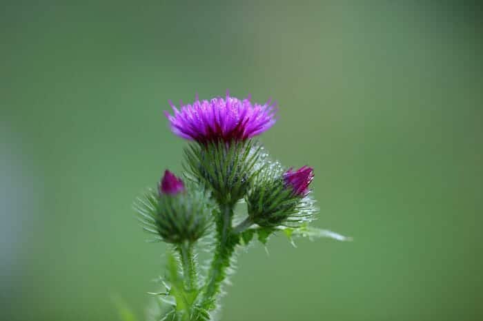 Arctium Minus