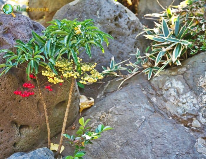 Ardisia Plant