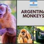 Argentina Monkeys