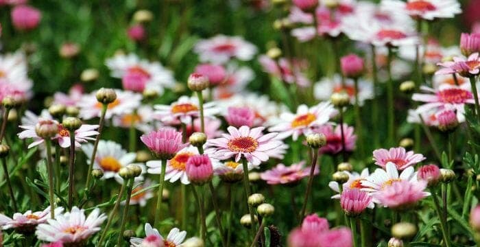 Argyranthemum Frutescens