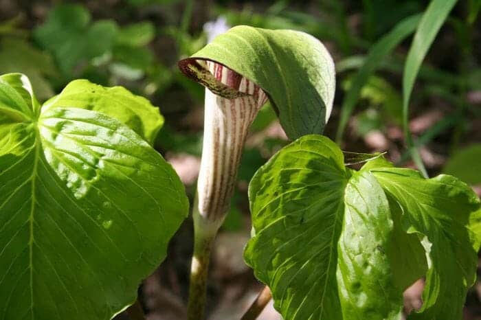 Arisaema Triphyllum