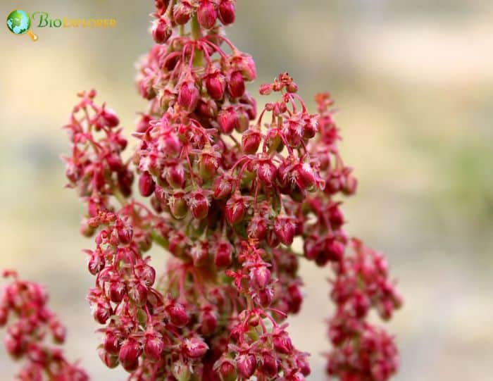 Arizona Dock Flowers