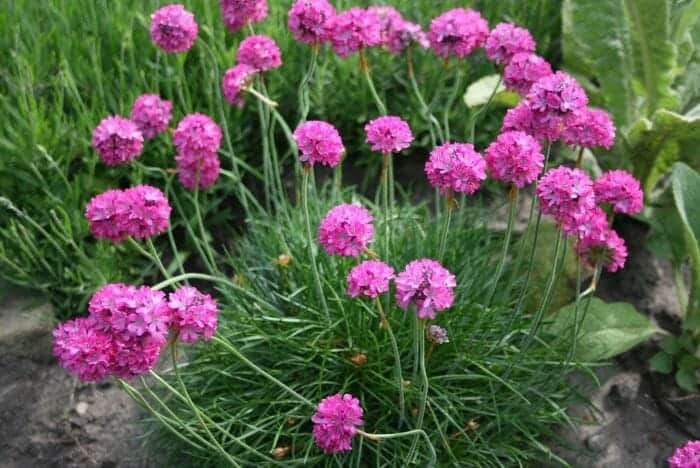 Armeria Maritima Flowers