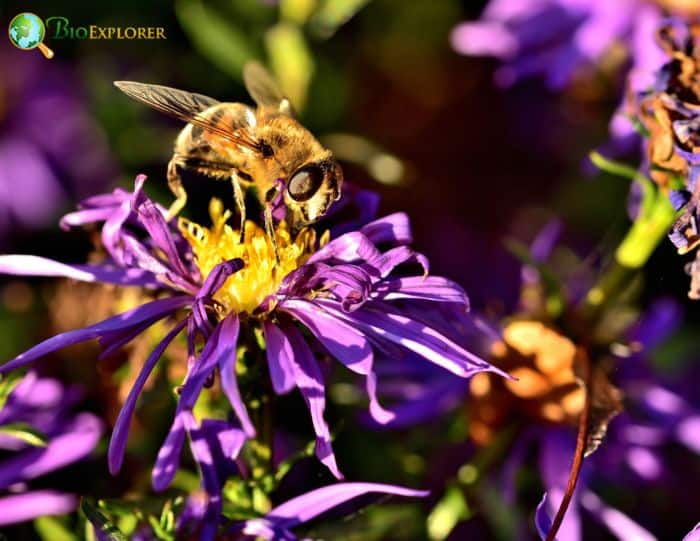 Aromatic Aster 