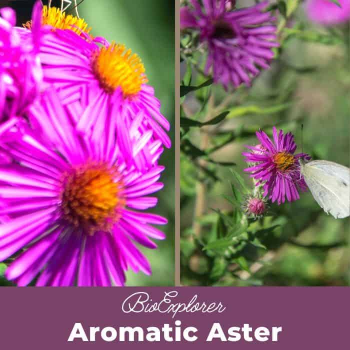 Aromatic Aster