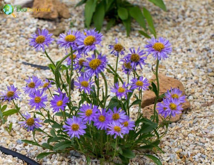 Aromatic Aster