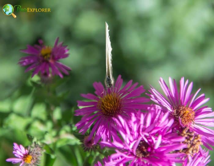 Aromatic Aster