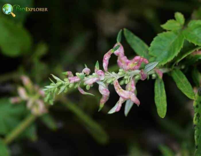 Artemisia Vulgaris