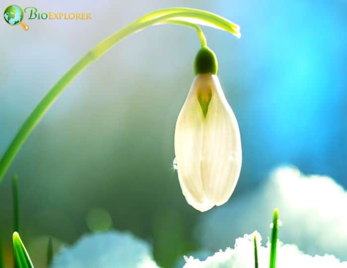 Artistic Representations Of Snowdrops