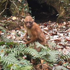 Arunachal Macaque