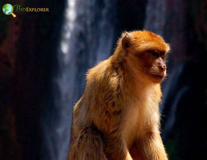 Arunachal Macaque