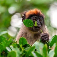 Ashy Red Colobus