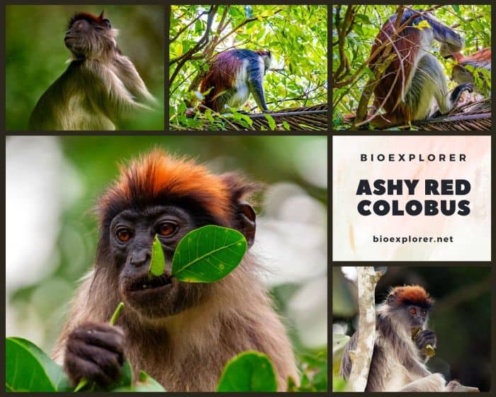 Ashy Red Colobus