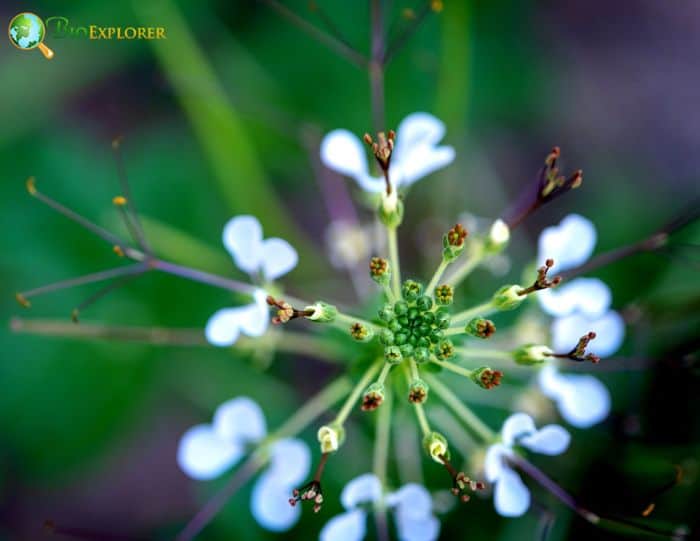 Asian Spider Flower