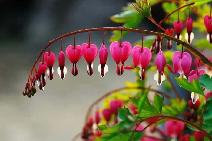 Asian Bleeding Heart