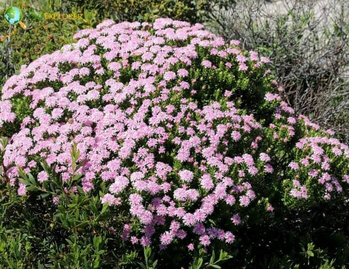 Asteraceae Rice Flowers