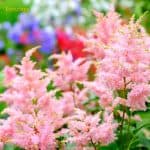 Astilbe flowers