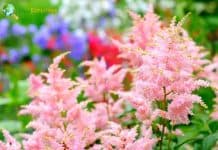 Astilbe flowers