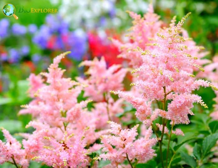 History and Origin of Astilbes