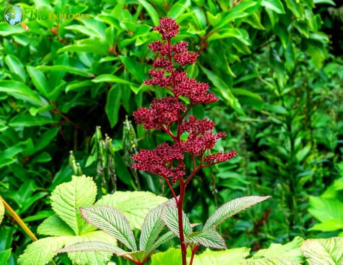 Astilbe growing conditions