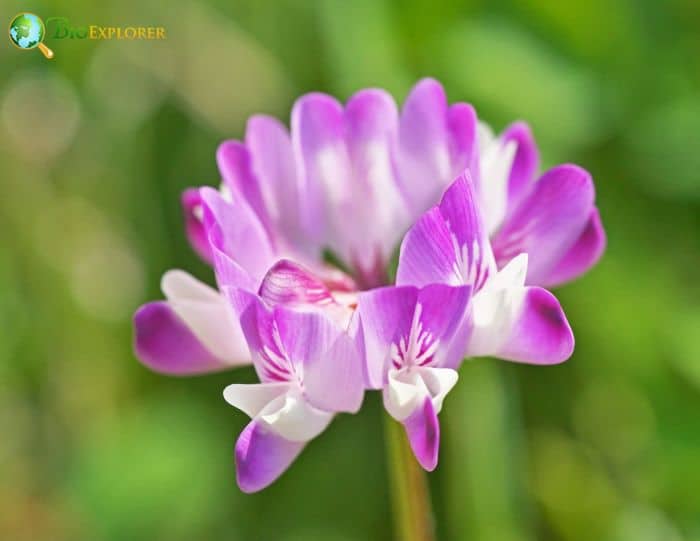 Astragalus