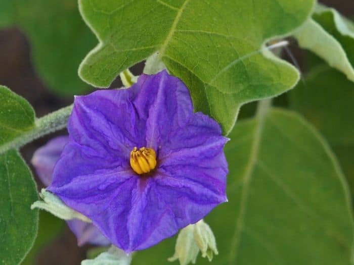 Atropa Belladonna