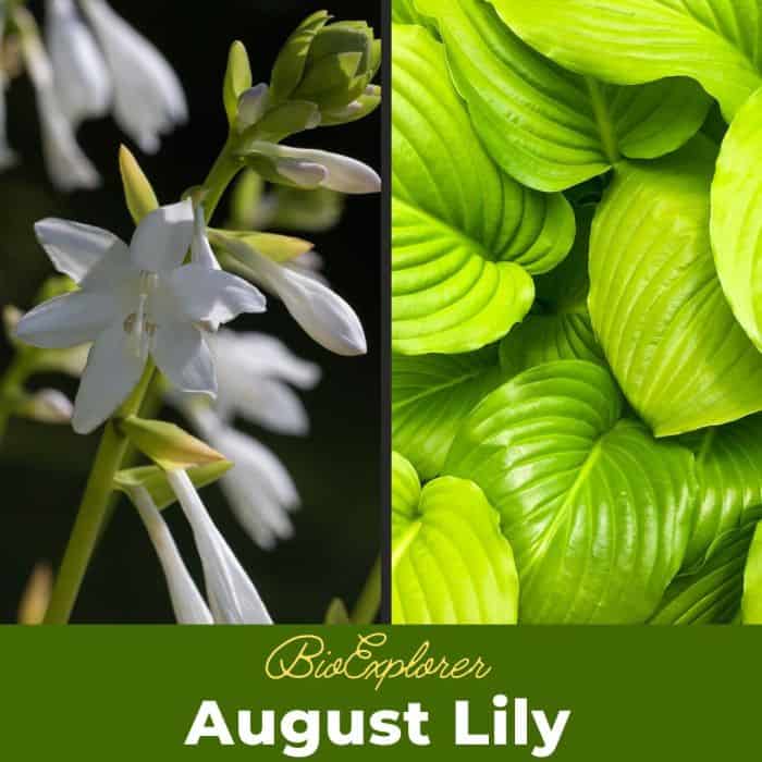 August Lily