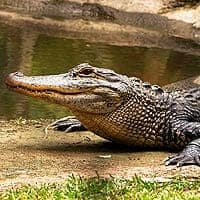 Australian Freshwater Crocodile