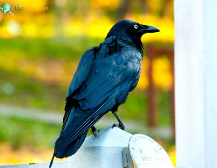 Australian Raven