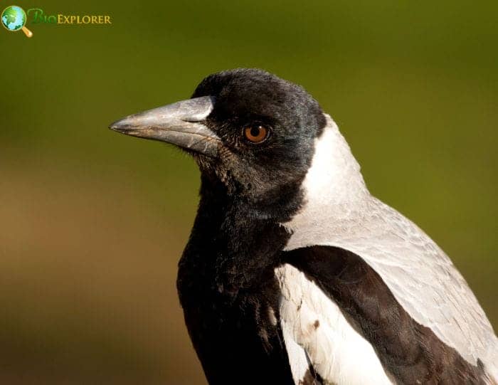 Australian magpie lark