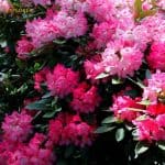 Azalea Flowers