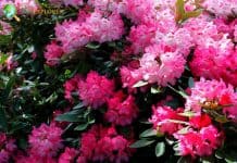 Azalea Flowers