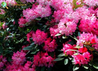 Azalea Flowers