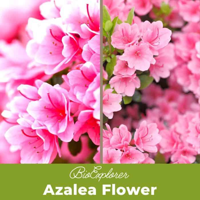 Azalea Flowers