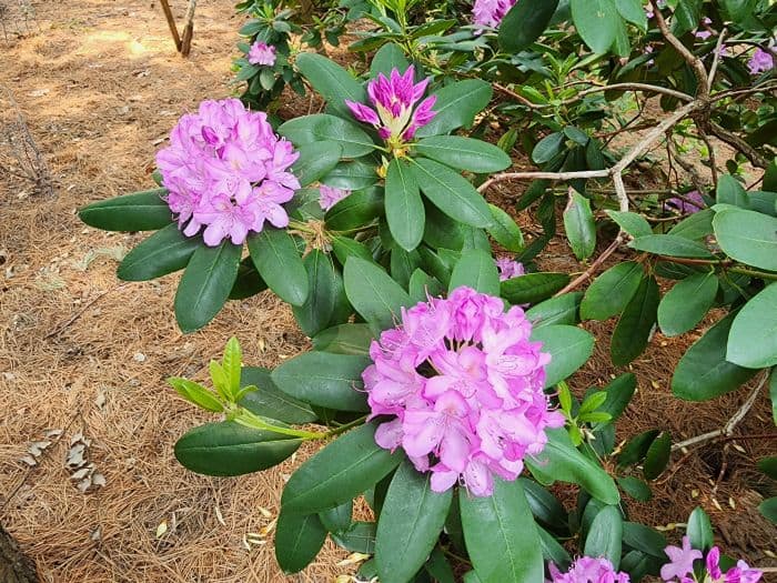 Azaleas Flowering Plants