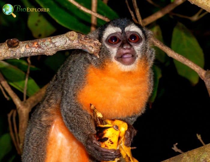 Azara's Night Monkey