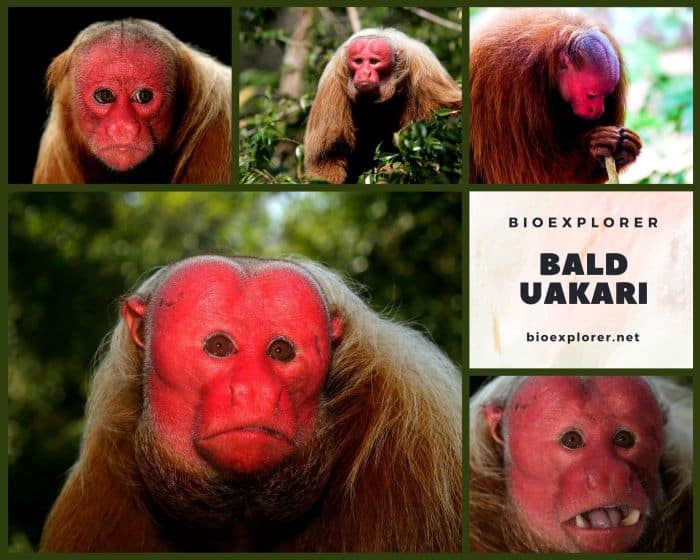 Bald Uakari