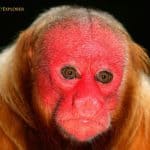 Bald Uakari