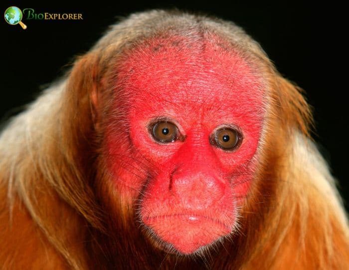 Bald Uakari