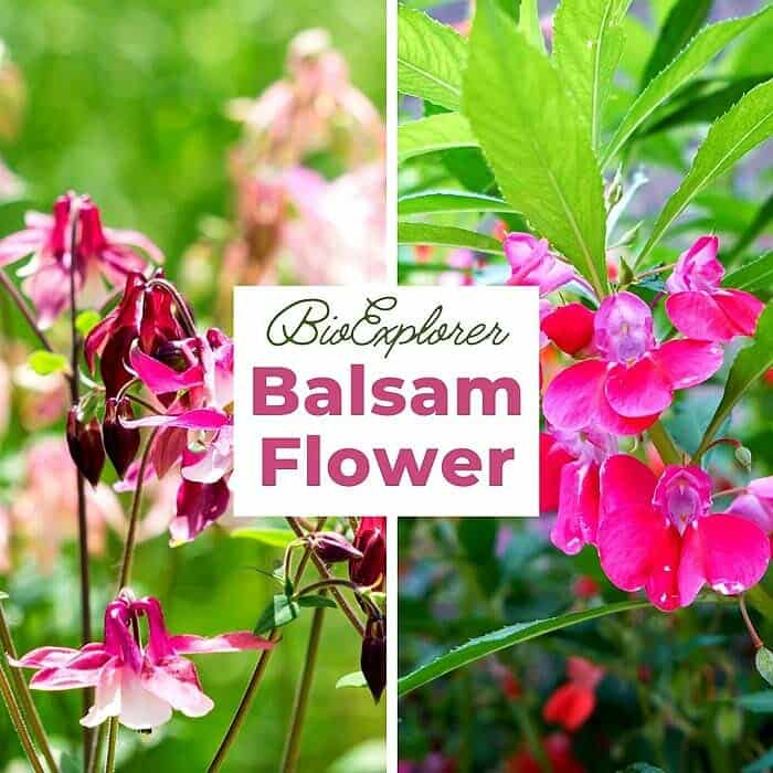 Balsam