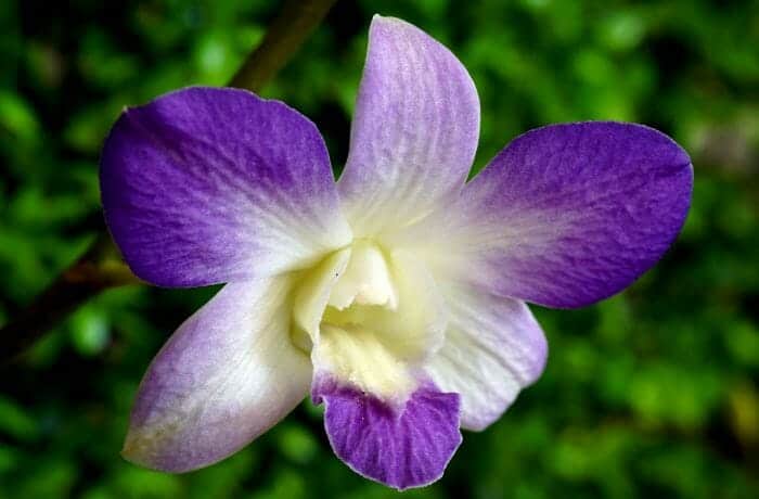 Bamboo Orchid Flower