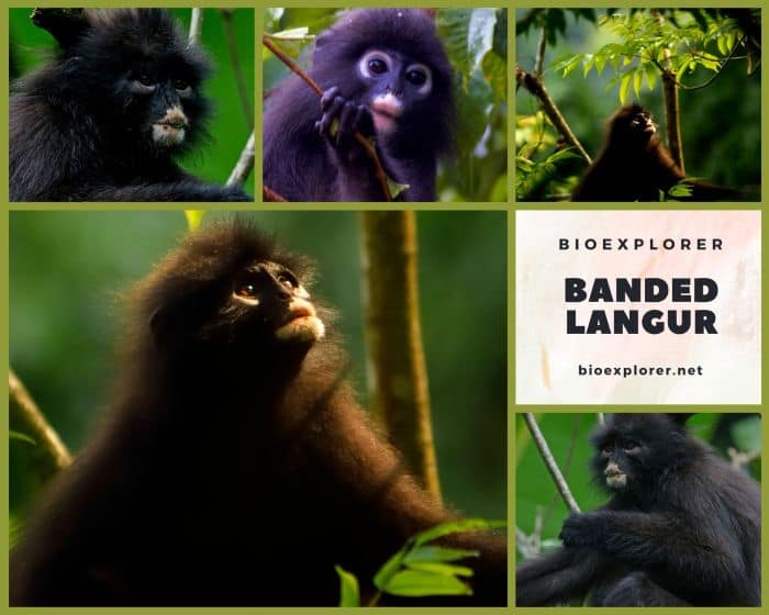 Banded Langur