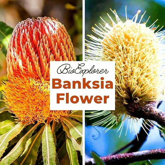 Banksia