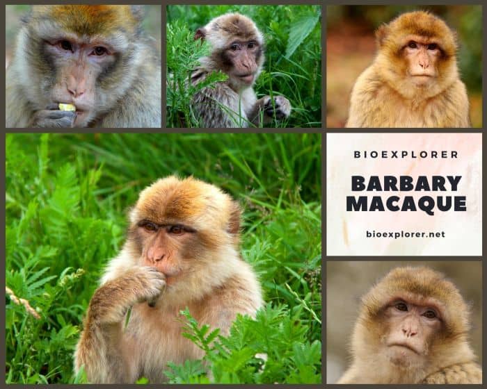 Barbary Macaque