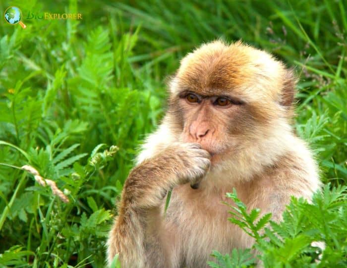 Barbary Macaque