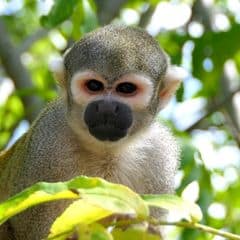 Bare-eared Squirrel Monkey