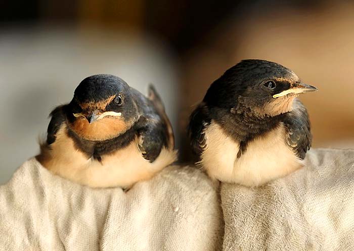 Barn Swallows